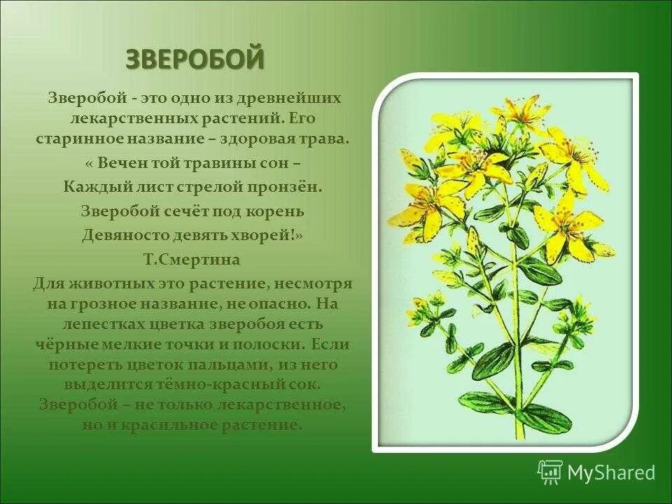 Зверобой для чего