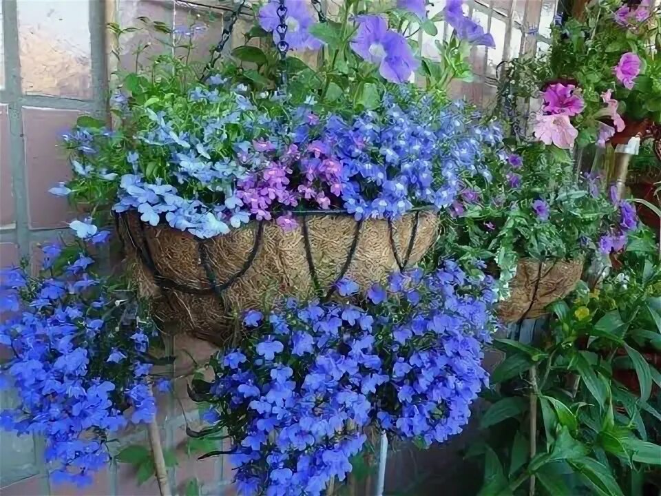 Breezy Shores Proven Winners Garden containers, Container gardening, Container f