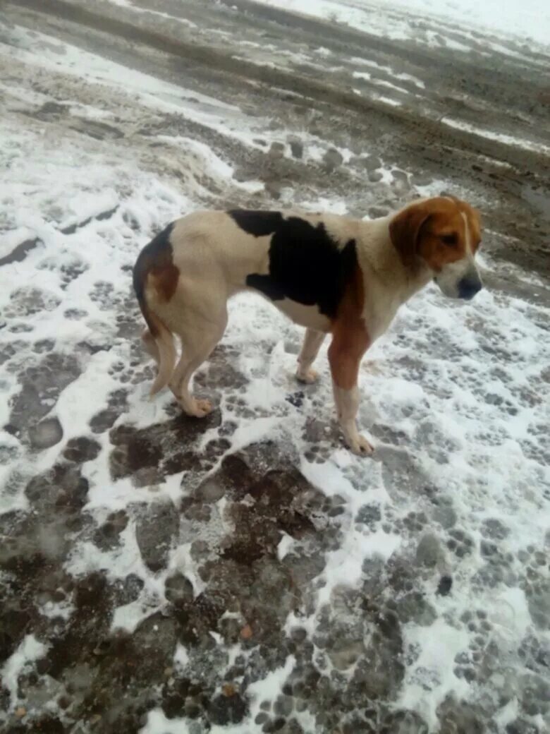 Собаки Суровикино. Потерялась охотничья собака. Найденные собаки г Сердобск. Найденные собаки со всей Новгородской области. Собаки в находке