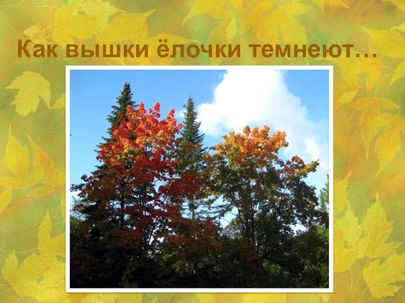 Елочки темнеют как. Ёлочки темнеют как. как вышки елочки темнеют картинка. зеленые елочки осенью сочинение. объясни как в вышке елочки темеет а между кленом синевеет.