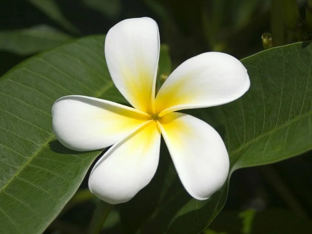 Цветок си. Ванда фуксия. Плюмерия франжипани манго. Калла зантедеския zantedeschia aethiopica. Камелия миддлберийская.