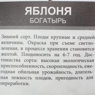 Богатырь сорт яблони характеристики