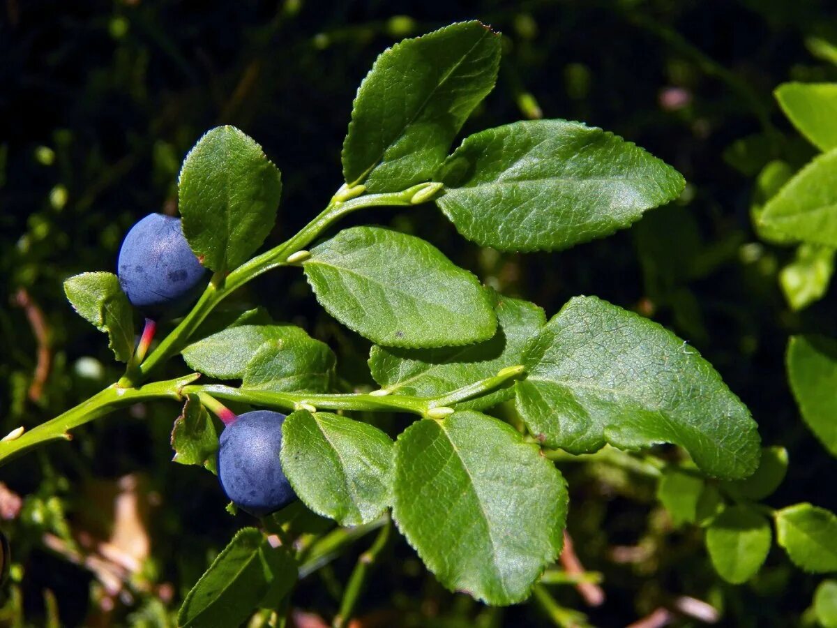 Листья черники. Черника куст. Листья черники. Черника (vaccinium myrtillus). Голубика блуберри.