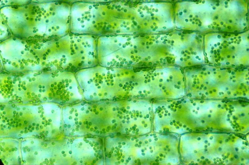 Хлорофилл у мхов. Зелёные клетки растений. Хлорофиллоносная ткань растений. Фотосинтезирующая ткань в растительной клетке. Хлоропласты ткани.