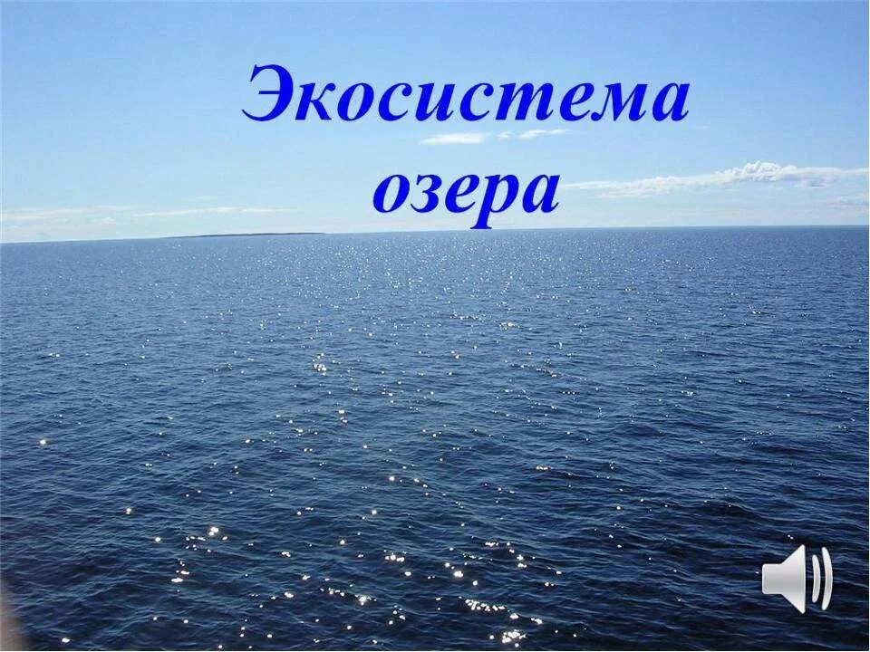 Озерные экосистемы. Экологическая система озера. Озерные экосистемы. Схема круговорота веществ в сообществе водоема. Экосистемы озера растения.