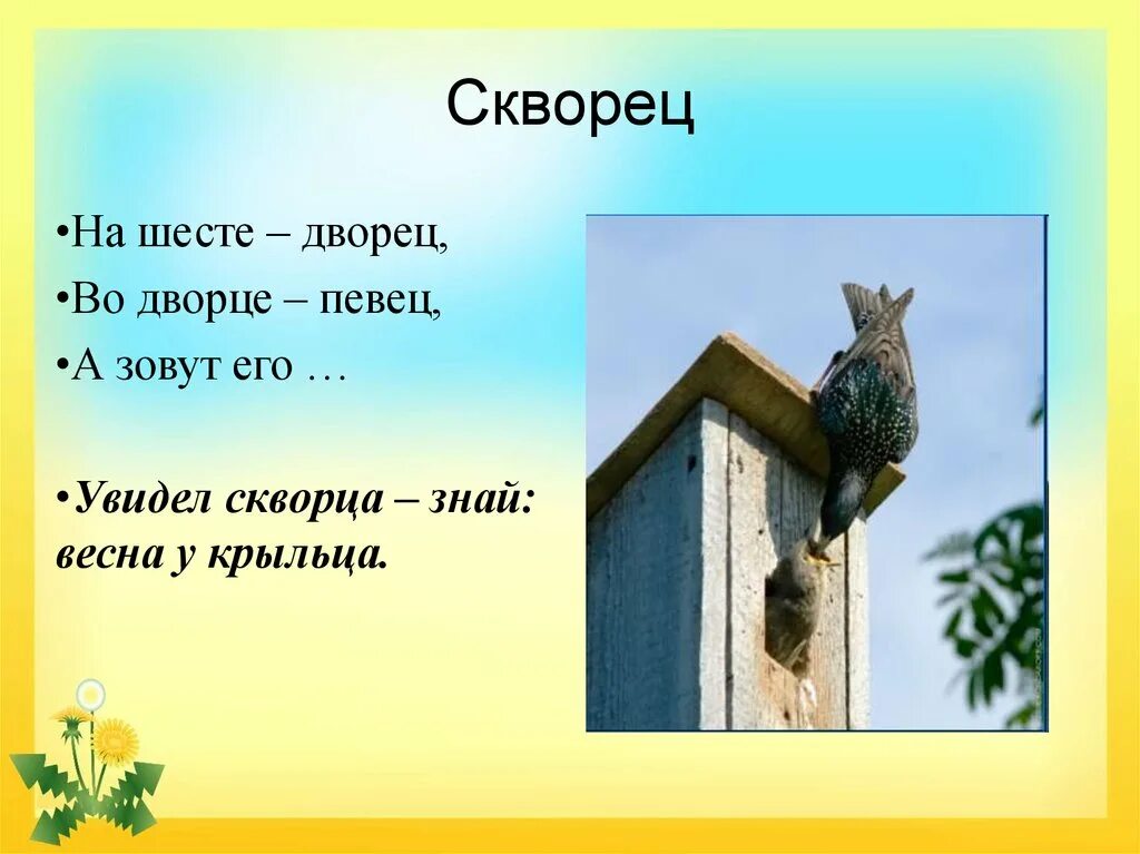 Стих про скворца. Стихотворение про скворца для детей. Загадка про скворца. Загадка про скворца для детей. Загадка о скворце 2 класс