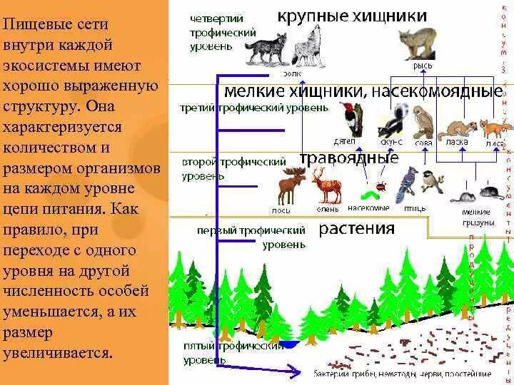 Тест по теме экосистема. Экосистема. Описание экосистемы. Трофический уровень цепи естественной и искусственной экосистемы. Пищевая сеть.