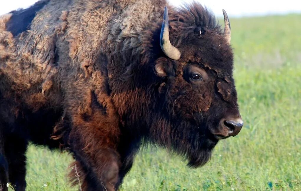 Лесной Бизон Северной Америки. Лесной Бизон в Якутии. Лесной Бизон (в Канаде) (Bison Bison athabascae). Буотама бизонарий. Бизон последняя