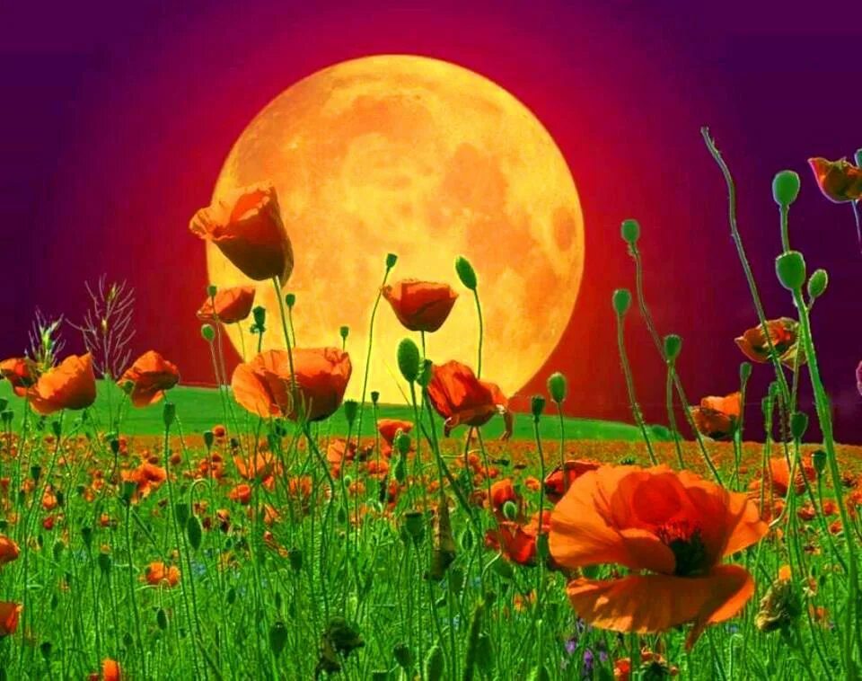Почему цветочной луны. Цветы планеты. Лунный цветок.. Луна и цветы. Доброй ночи с маками.