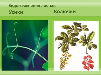 Видоизменение листа усики гороха