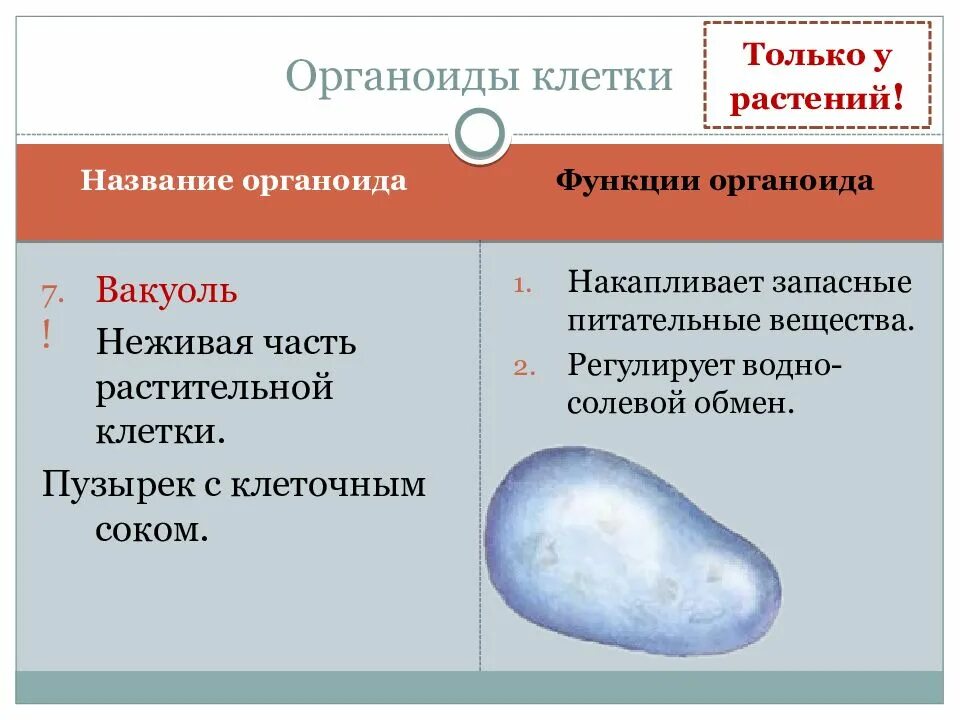 Функция каждого органоида клетки. Органоиды клетки. функции органоидов. части и органоиды клетки. функции органоидов грибной клетки.