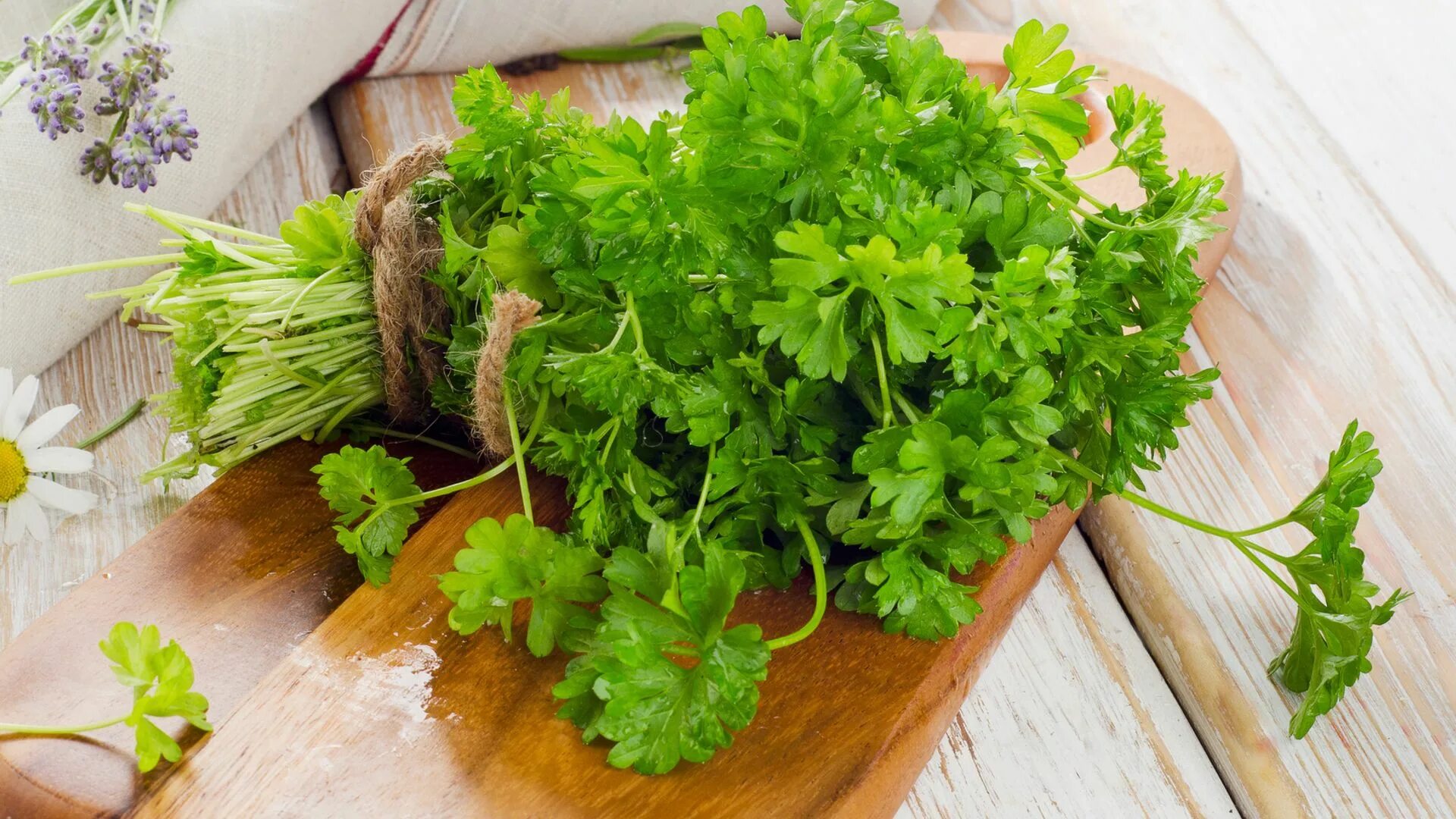 Петрушка кудрявая. Кинза куст. Петрушка бриз. Про петрушку. Петрушка фото.