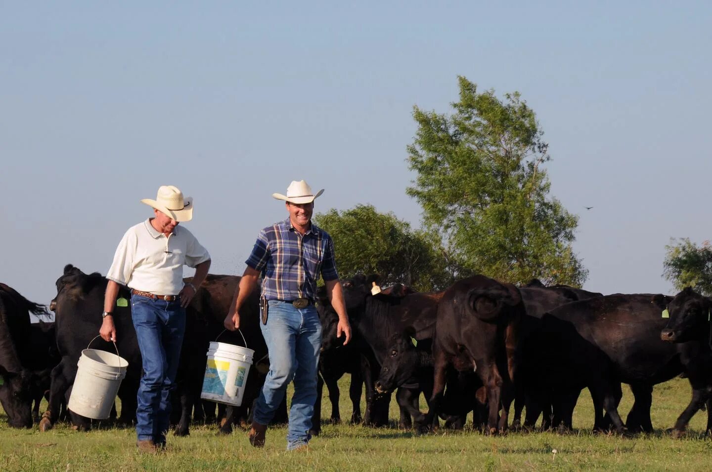 Корова в пшенице. Cattle farmers. Cattle farmers. Cattle farmers. Мясомолочное животноводство франции.
