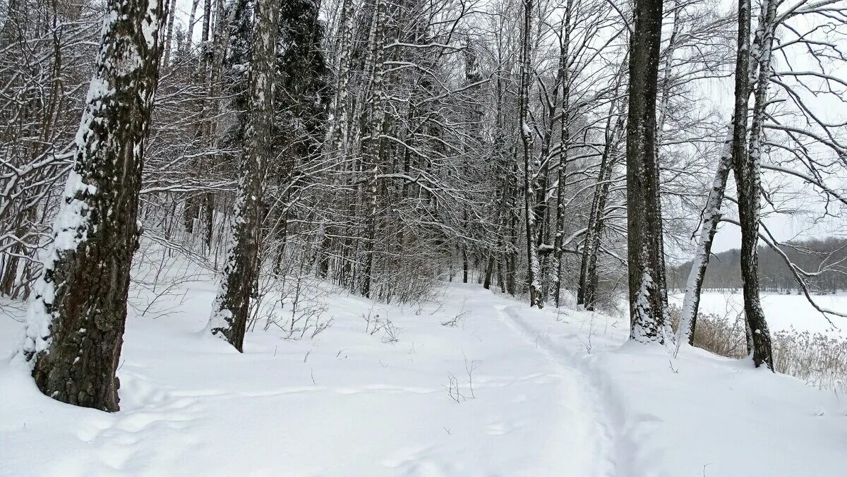 Зимняя дорога пушкин стихотворение. Февраль зимний лес. Александр сергеевич пушкин стихотворение зимняя дорога. Сибирские зимние дороги. Дерево на дверь зима.