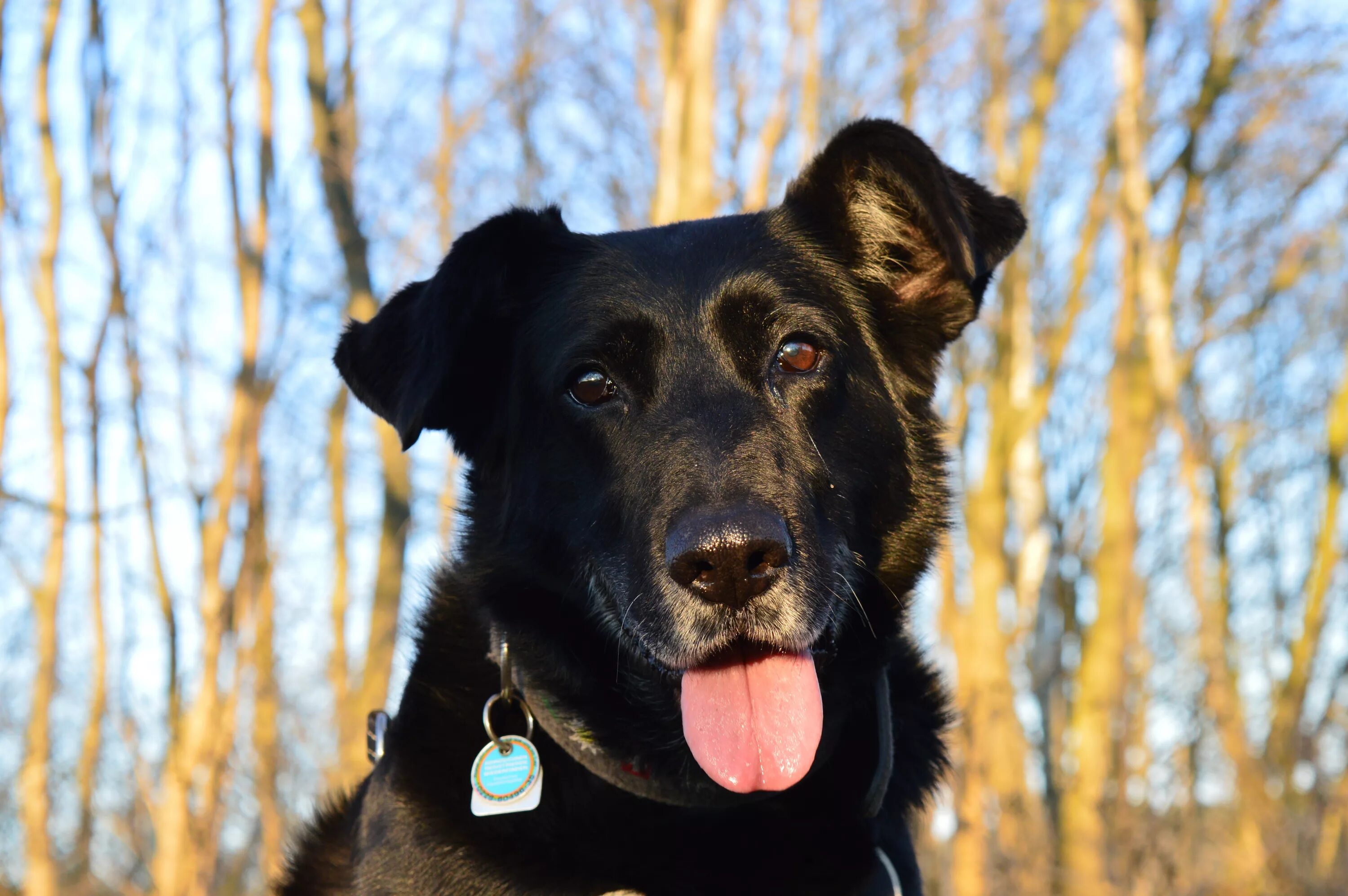 This dog is black. Имена для собак женского пола. This dog is black. This dog is black. Собака внимательно смотрит.