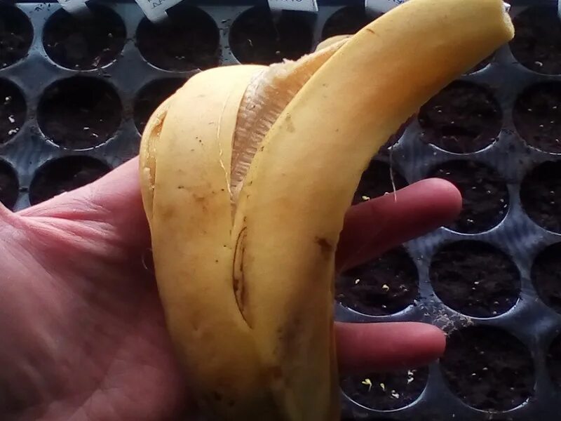 Подкормка рассады банановой кожурой рецепт. Рассада в банане. Шкурка банана. Мякоть банана для подкормки. Коричневые прожилки в банане.