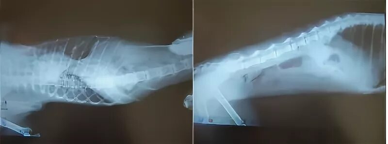 Хрипы у котенка