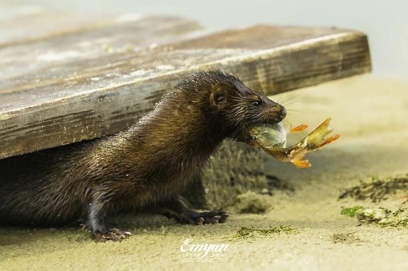 Норка что едят. Европейская норка. европейская норка ест. среднерусская норка.