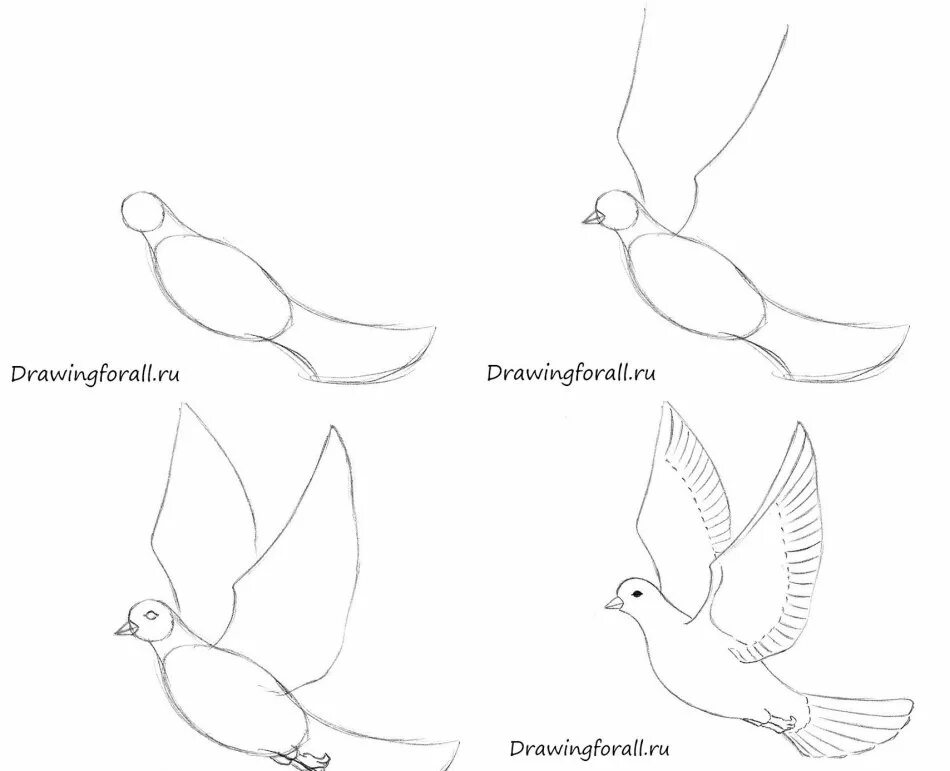 Как нарисовать голубя карандашом. Как нарисовать голубя карандашом. Поэтапное рисование голубя. Голубь рисунок карандашом. Зарисовки голубей.