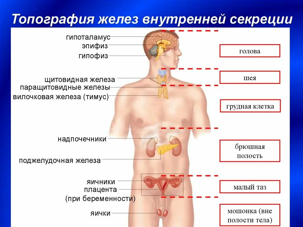 Железы внутренних желез. Топографическое расположение желез внутренней секреции. чакры и желез внутренней секреции. функции эндокринная система железы внутренней секреции. эндокринные железы схема строения.