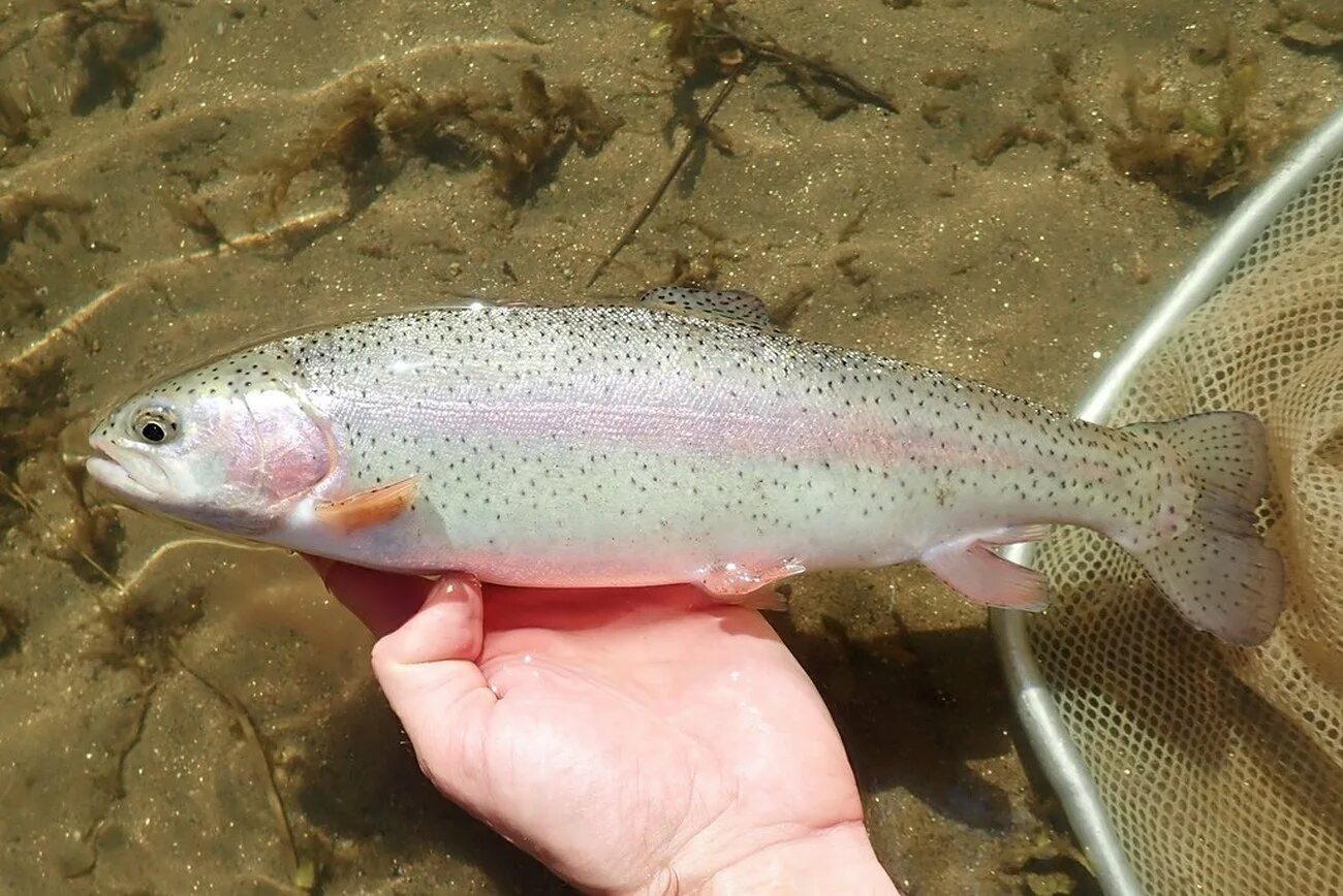 Малек кумжи. Форель маленькая. Форель радужная salmo irideus. Ручьевая форель пеструшка. Форель маленькая.