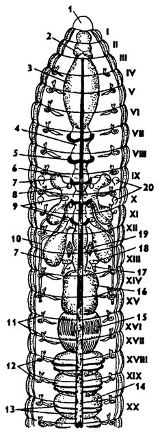Крокодил спинной мозг дождевой червь. Продольный срез червя. Система органов дождевого червя. Внутреннее строение дождевого червя. Внутренний разрез червя.
