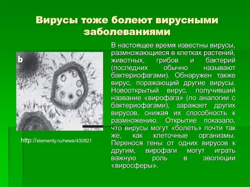 Вирусы растений. Бактерии вирусы грибки. Вирусы бактерий называют. Вирусные заболевания 9 класс