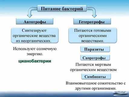 Какое питание у прокариот