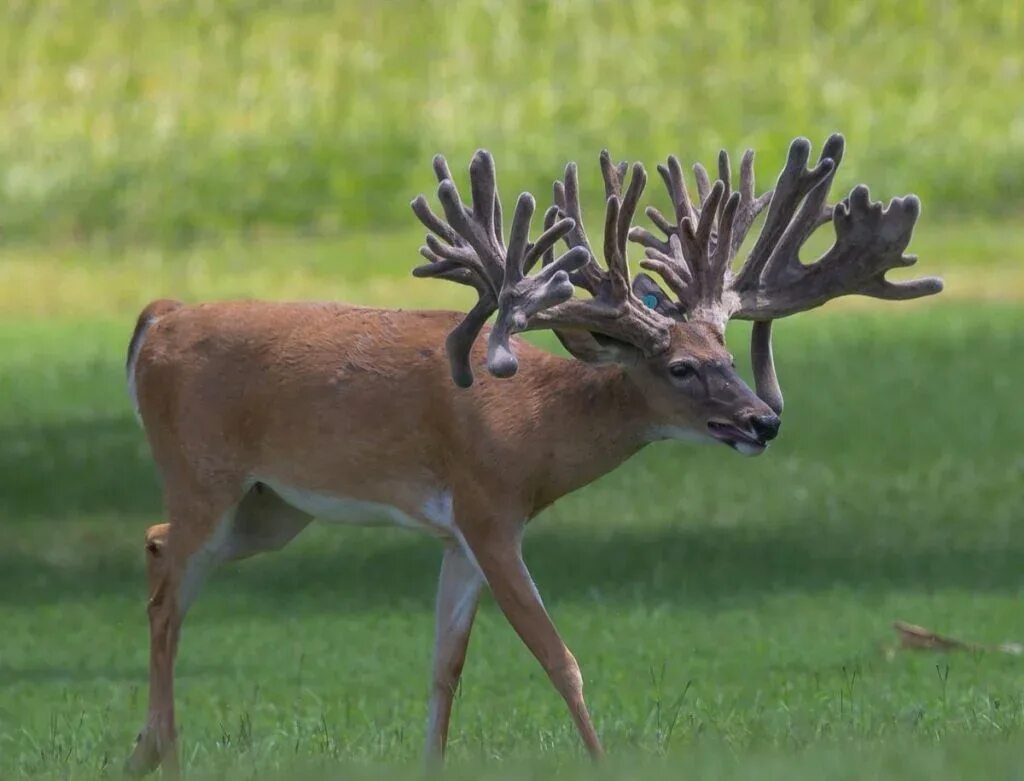 Study: Some deer farmers put ethics on line for profit Deer pictures, Animals be