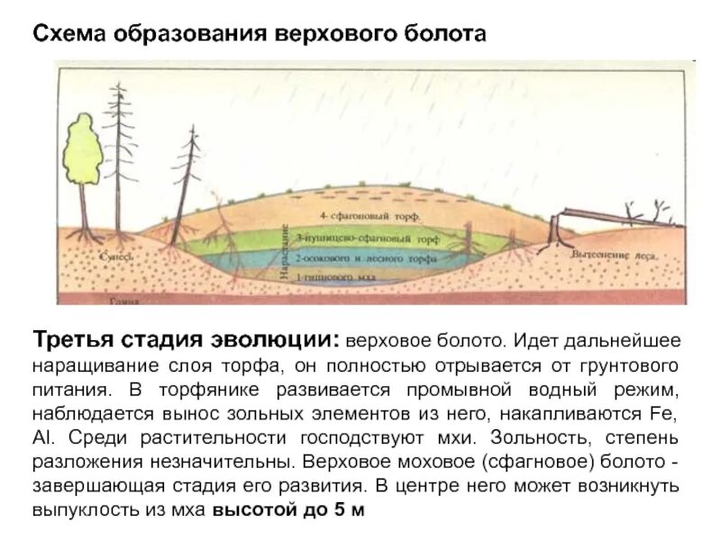 Как происходит образование торфа на болотах. Схема образования низинного болота. образование верхового болота схема. верховое низинное болото образование. верховые болота образуются.