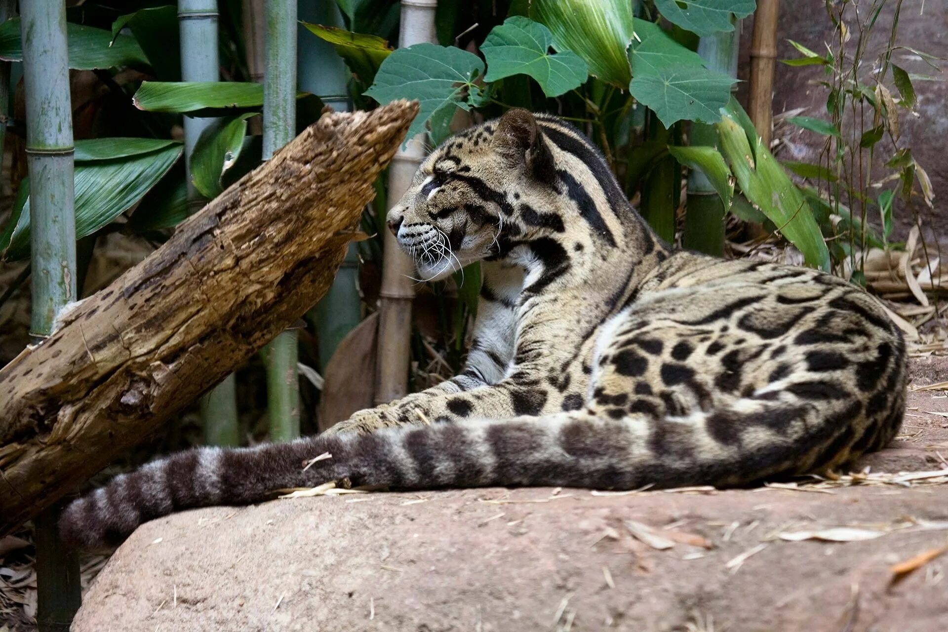 Clouded leopard