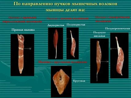 Направления мышц