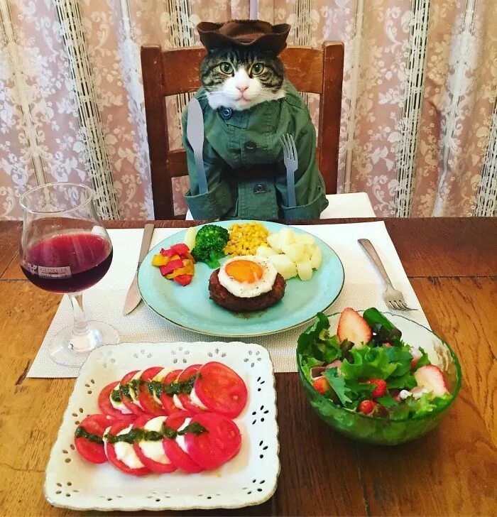 Коты любят хозяек. Кот гурман. коты гурманы. терпеливый кот.