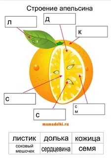 Схема апельсина