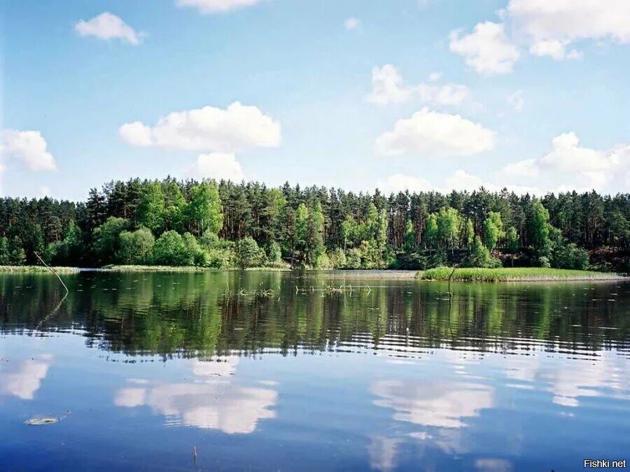 Пестово водохранилище. Пушкинский район Пестовское водохранилище. Пестовское водохранилище Тишково. Ельдигино Пестовское водохранилище. Иваньковский водоем