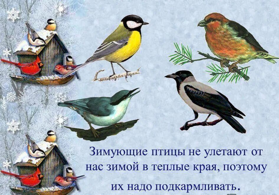 Зима выживает перелетных птиц где дополнение. Зимующие птицы. зимующие птицы для детей. изображение зимующих птиц. зимующие птицы для дошкольников.