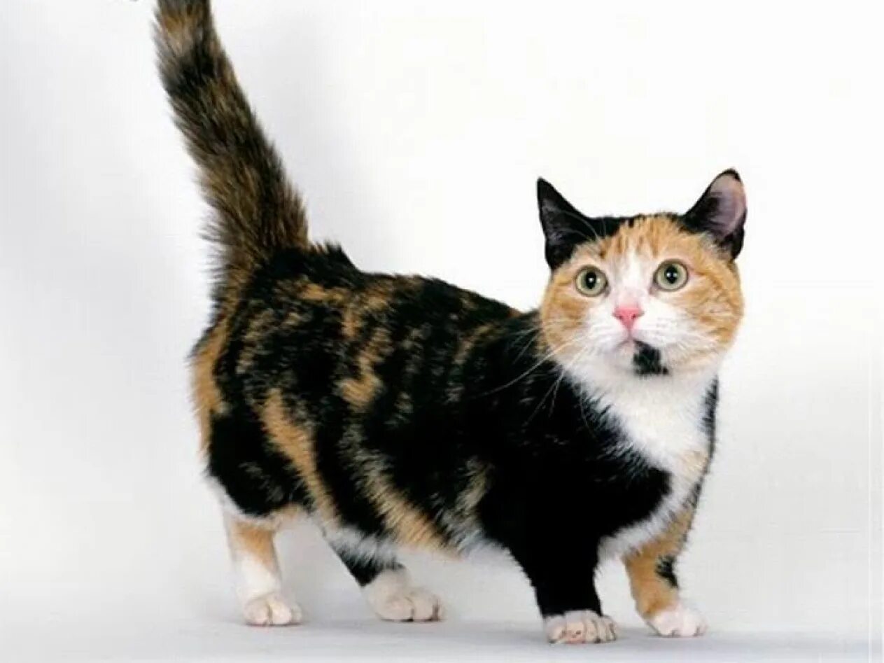 манчкин кот сиамский. манчкин сиамский. коротколапые котята манчкин. котята с короткими лапами. кошка с мал лапами.