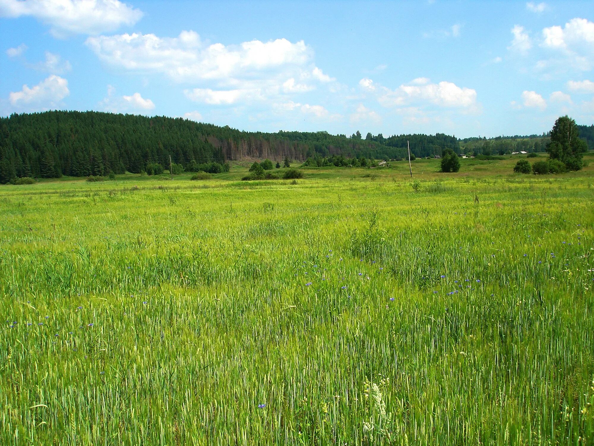 Low field. В поле. Природа равнина. Low field. Low field.