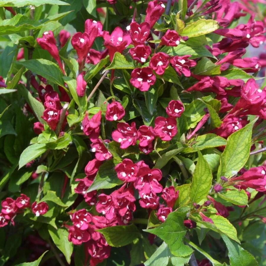 Вейгела Бристол Руби (Bristol Ruby) Yard&Garden купить по цене 684 ₽ в интернет-