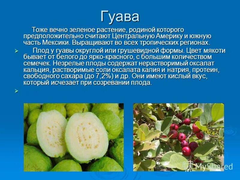 Гуава растение плоды. Гуава фрукт полезные. Растения Родина которых Америка. Плод похожий на гуаву.