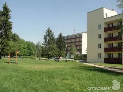 Могилевская сосны