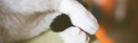 Лапы и хвосты кошки
