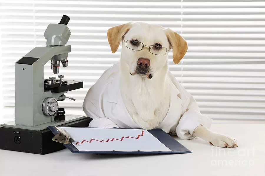 Учительница собак. Собачка ученый. Пес ученый. Лабораторные собаки. Животные ученые.