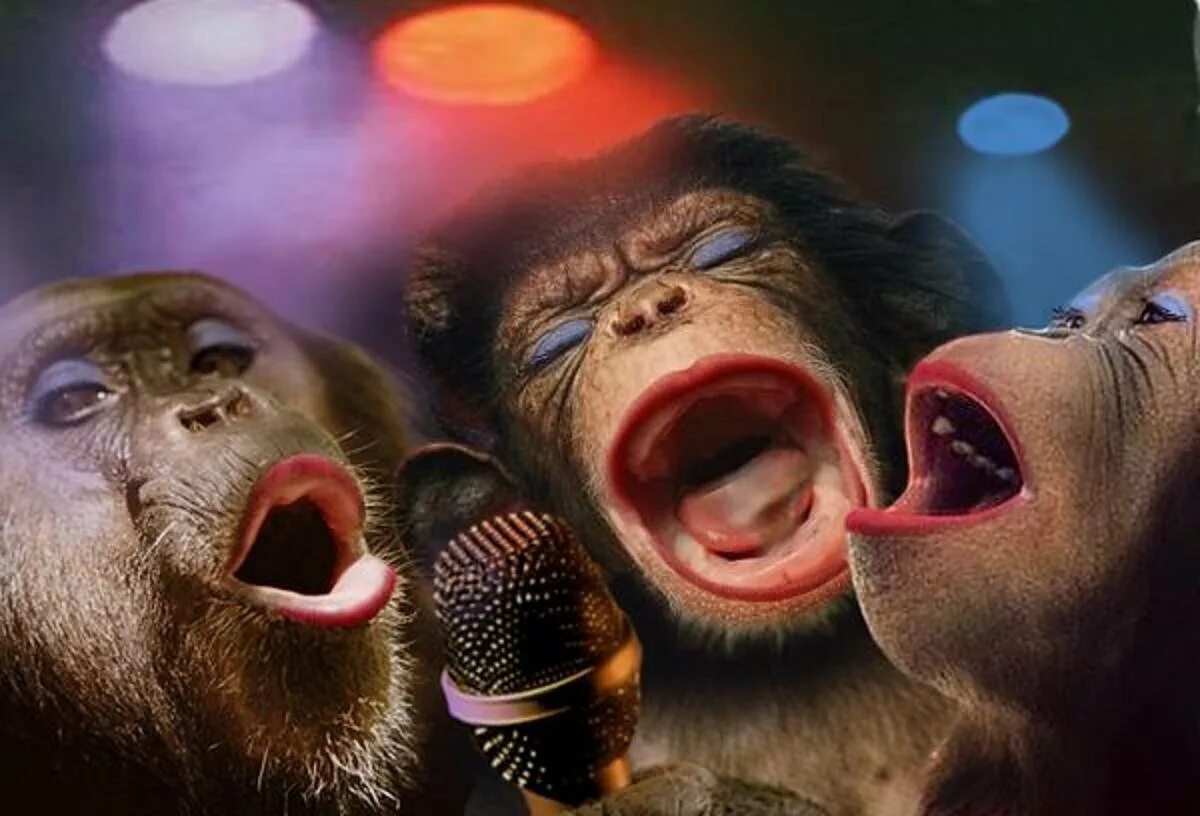На веселе. Три обезьяны поют. Обезьяна поет. Поющие обезьянки. С днем рождения обезьяна.