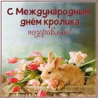 День кролика