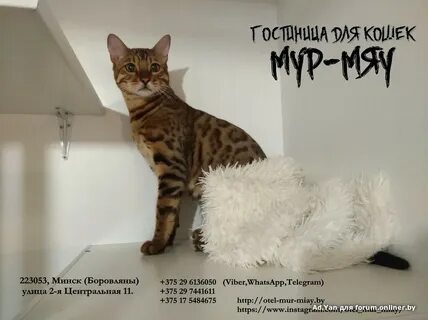 Кошечка мур мяу