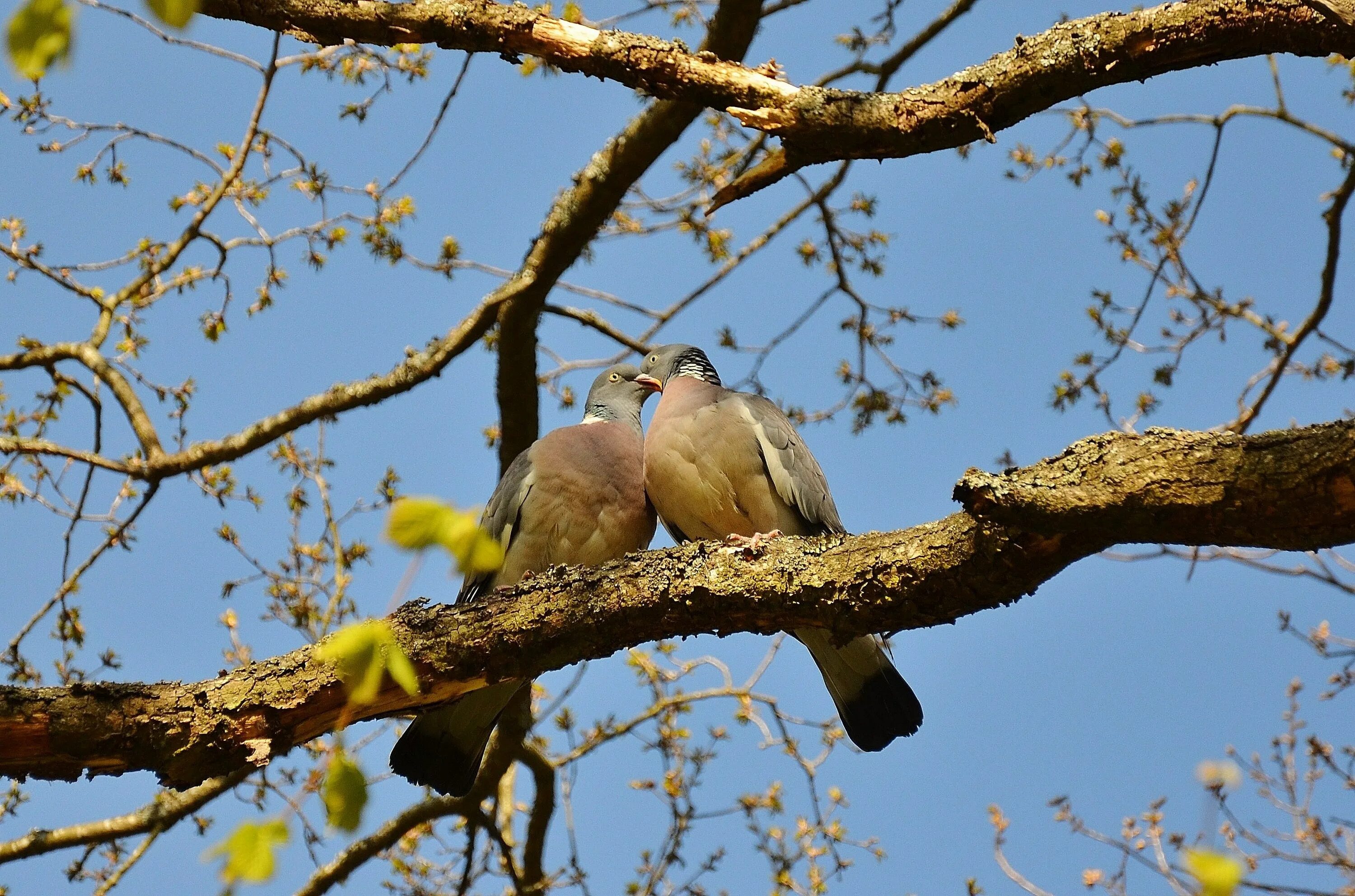 Птицы Лианозовского парка. Птицы весной. Весенние птички.