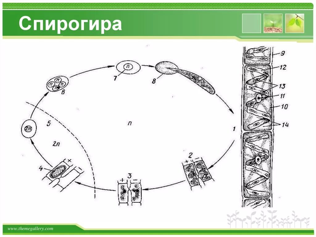 Половое размножение спирогиры. Цикл размножения спирогиры. жизненный цикл спирогиры схема. цикл развития спирогиры. цикл развития спирогиры схема.
