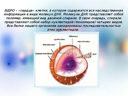 50 ядра
