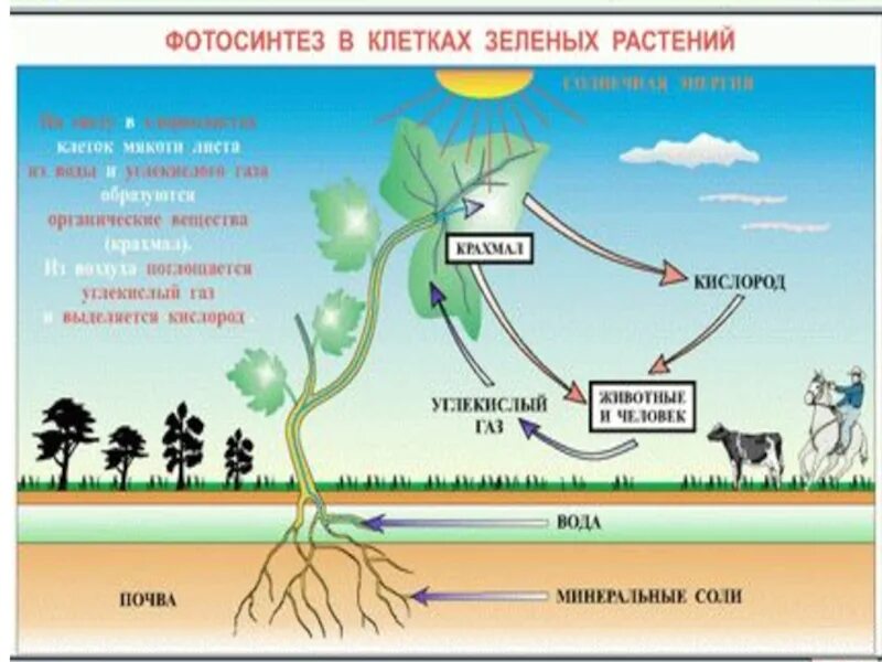 Питание и пищеварение 6 класс. Питание и пищеварение растений. питание растений и животных. питание и пищеварение животных и растений. питание и пищеварение 6 кл.